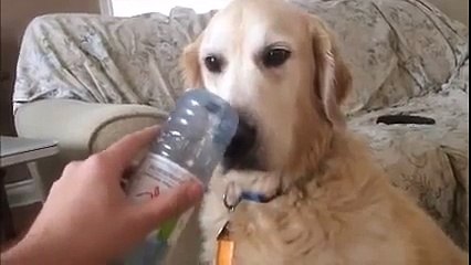 ゴールデンレトリバーの謎な行動が可愛すぎて超絶おもしろいと話題にｗ100％癒される幸せな動画