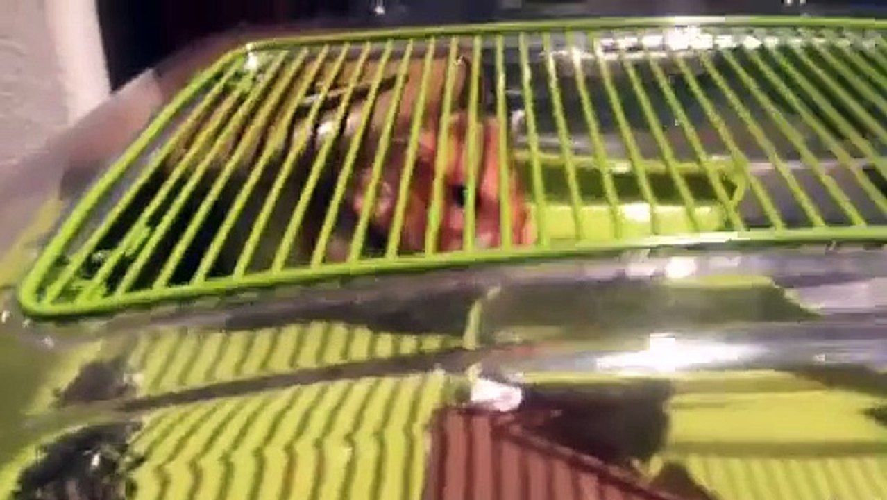 Hamster and dogs