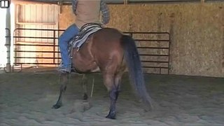Horse Training for the Spin pt.1