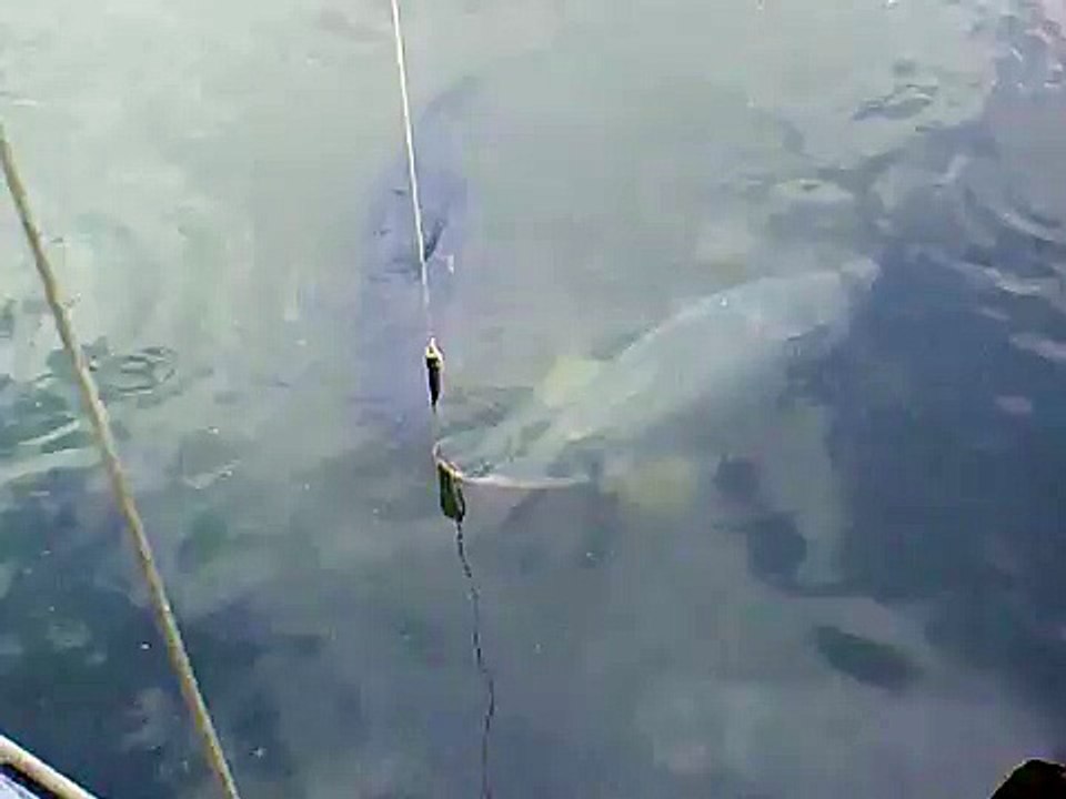 Arapaima (amazon fish) feeding in Pattaya 2