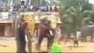 Elephant gone wild in India during a festival