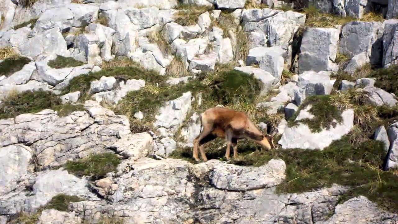 Rebecos cantábricos en Fuente Dé