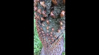 Periscope Wilds - Cicada Legion