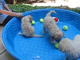 U Need a Doodle - 3 adorable cream Goldendoodle puppies 5 1/2 weeks old