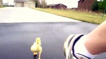 Piccola papera che corre! So cute baby duck running!