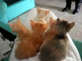 Che carini i miei gattini :)