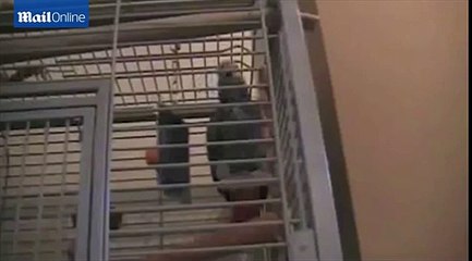 Patriotic parrot can whistle theme to The Great Escape