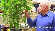 How medical marijuana saved my life - seizures and cannabis oil success story- CAMnabis