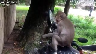 Funny Videos Of Animals Vs Mirrors Compilation 2014 [NEW]