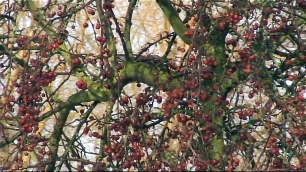 Bijzondere Vogels in de tuin.avi