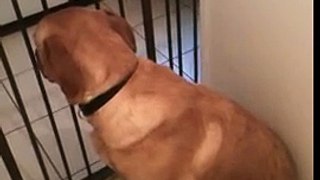 Labrador Gets Scolded Then Forgiven