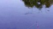 Yuba River Rainbow Trout Swimming