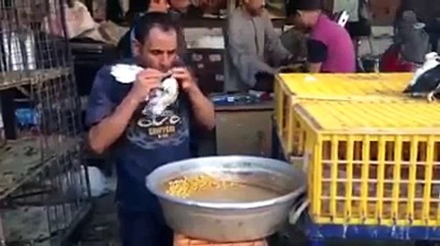 Most bizarre way to feed pigeons