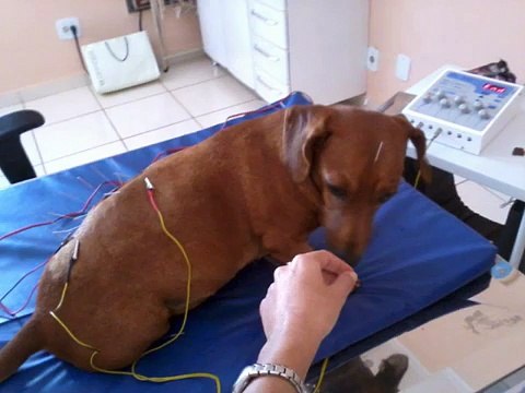 ACUPUNTURA VETERINARIA RIBEIRAO PRETO - Doralinda