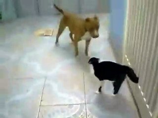 Джедай кот против собак