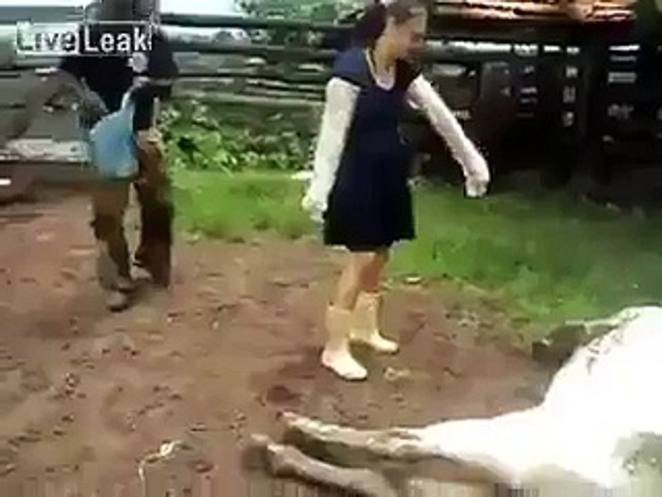 funny clip