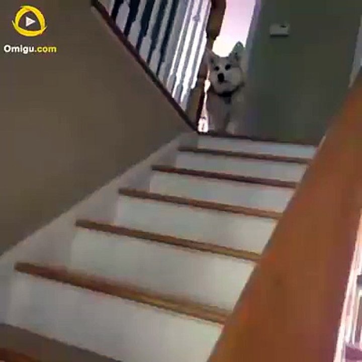 So Cute Dog