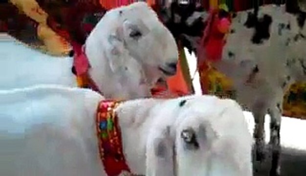 Cow & Bakra Qurbani - [ Eid ul azha 2015 ] Karachi Pakistan HD vIDEO-Must Watch-