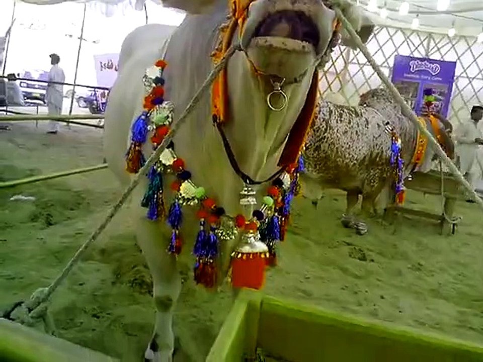 Dilpasand Cow Islamabad 2015 Eid-ul-Azah - HD vIDEO-Must Watch:-