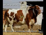 Sher-e-Pakistan Sher-e-Hazara Cow 2015-Must watch:-