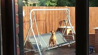 Dog swing