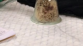 Hedgehog being sedated
