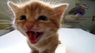 pikku pennut meowing ja puhuminen  söpö kissa kokoelma