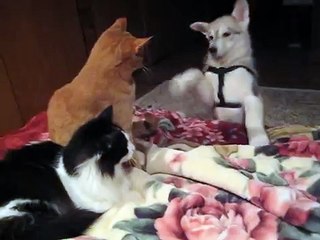 Sango the wolf loves the kitties...