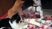 Sango the wolf loves the kitties...