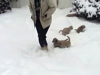 AKC Golden Retriever Puppies for Sale during a snow day