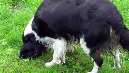 Roxi ,cavalier king charles de 5 ans aout 2015