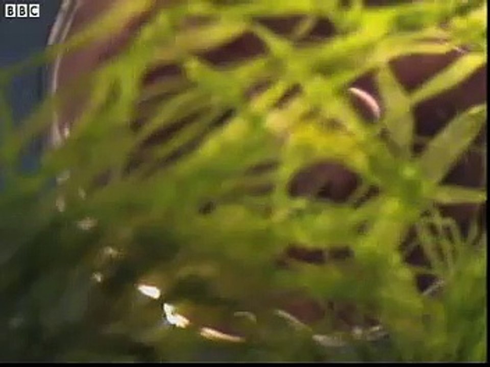 B050 Cells - Plant cell structure