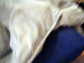 cat under blanket