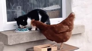 Fierce battle of cat vs chicken