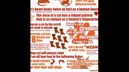 Cat Facts | Cat Facts For Kids