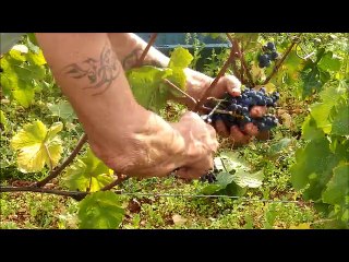 Fin de vendanges à la Romanée-Conti