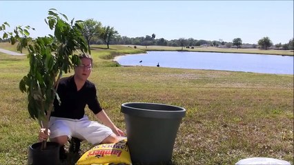 How To Container Grow Trees