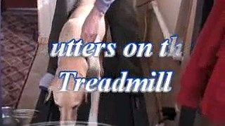 Yellow Lab Butters and Chihuahua Mix Sandy on the Treadmill