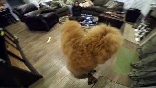 Teddy the Goldendoodle - Doodle Cam Debut - Teddy shows off