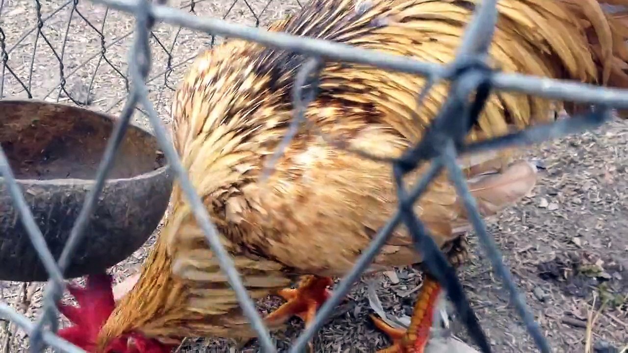 Trai ga lai vay rong c1 mini . Ga khet sua win 2x , chan co hang nong