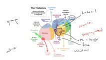 Neuroscience- Thalamus: Medial Geniculate Nucleus (MGN)