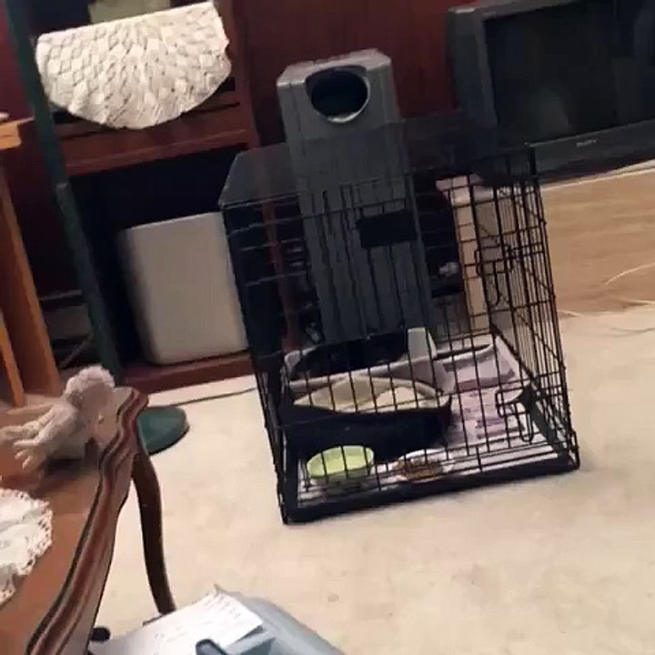 Matt Post Alphee will not stop chillin in the litter box, the little fuck.