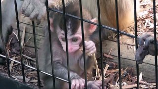 Baby Monkey.　ニホンザルの赤ちゃん2014（旭山動物園）③