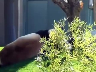 Sevimli Panda Yavrusuna Takm Kafay