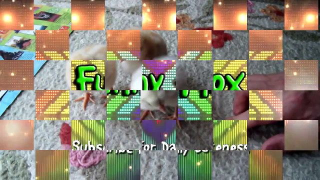 Funny Baby Chicks Playing | Funny Videos Babies And Animals | Funny Babies Laughing At Dogs [Full Episode]