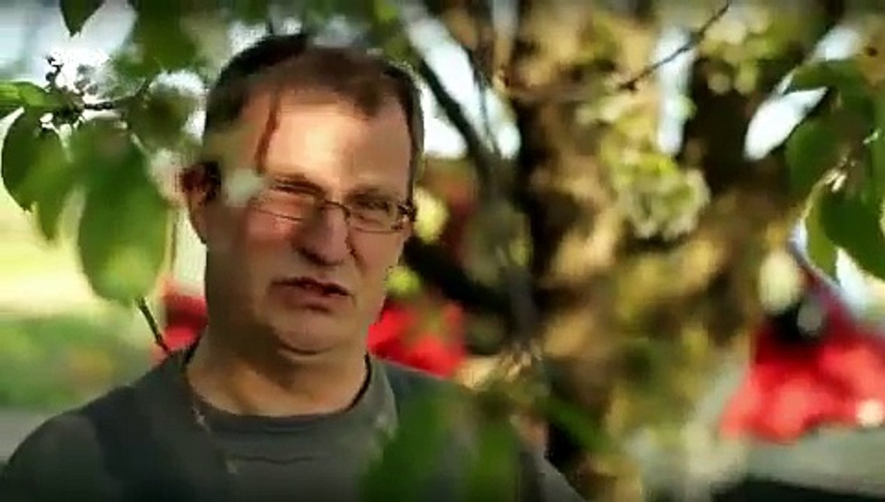 Warum sterben die Bienen? Imker schlagen Alarm