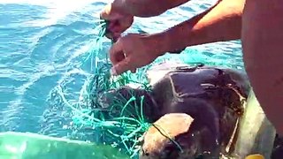 Sea Turtle Rescue in the Galapagos