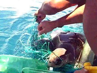 Sea Turtle Rescue in the Galapagos