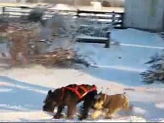 Standard Schnauzer Sled Dog