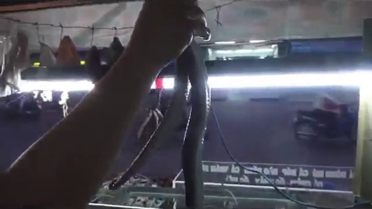 Did You Know Chinese Eat Snakes?